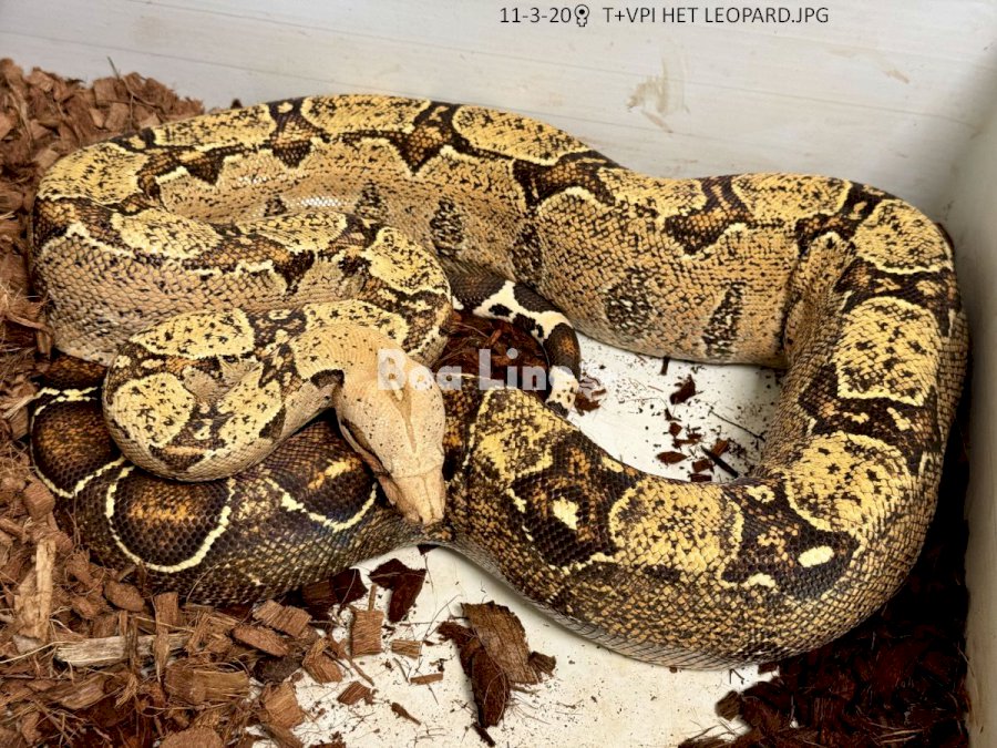T+ VPI HET LEOPARD